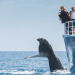 gold coast whale watching