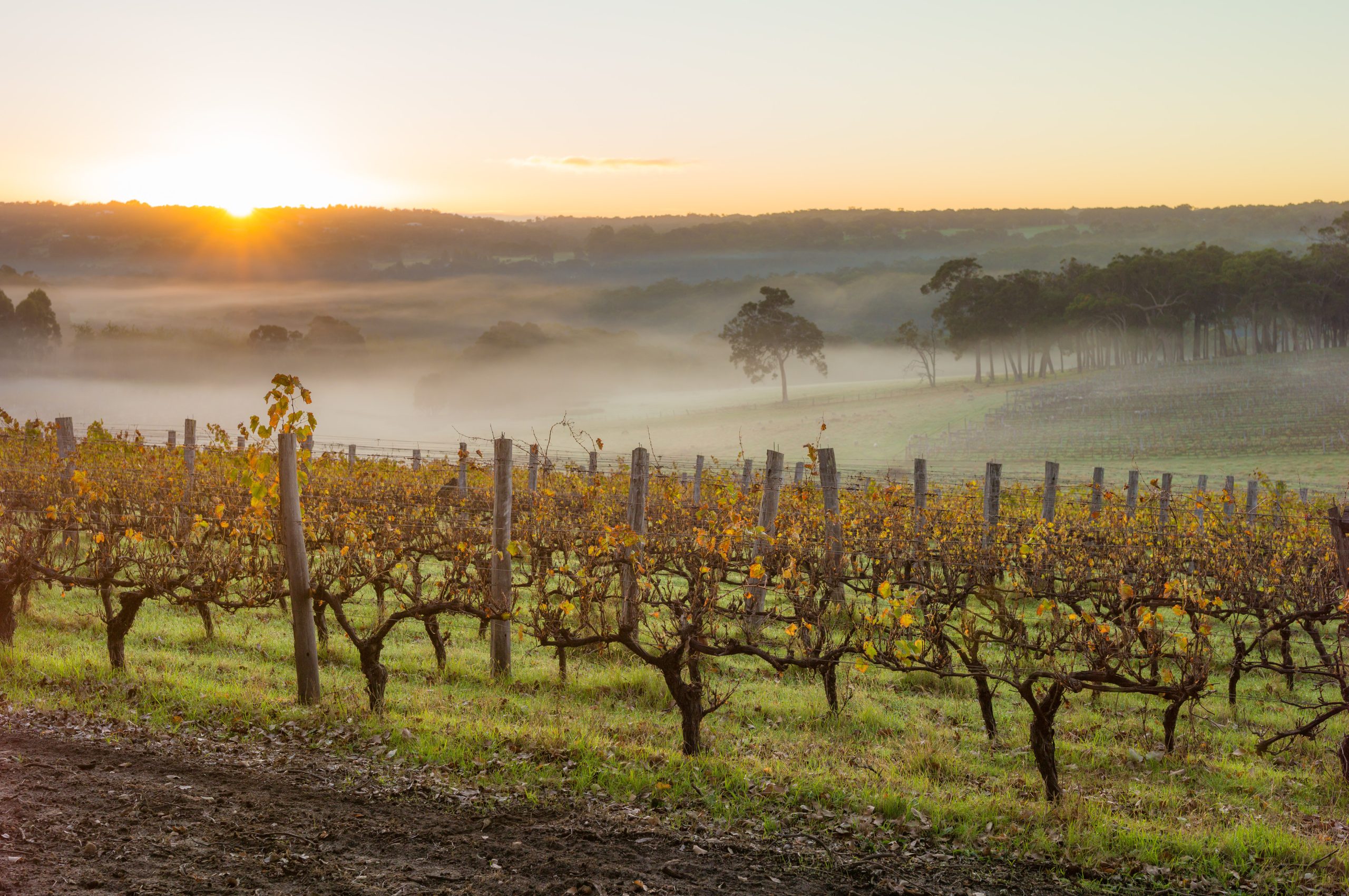 A guide to the best wineries in the Margaret River