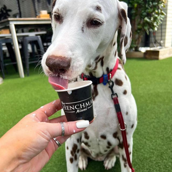 Dog-friendly cafes on the Gold Coast