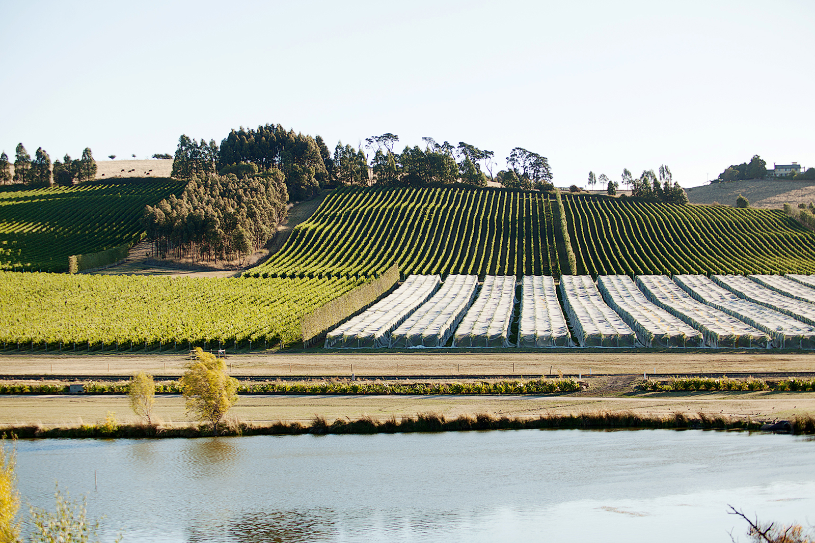 Love European wine? Try these Australian ones