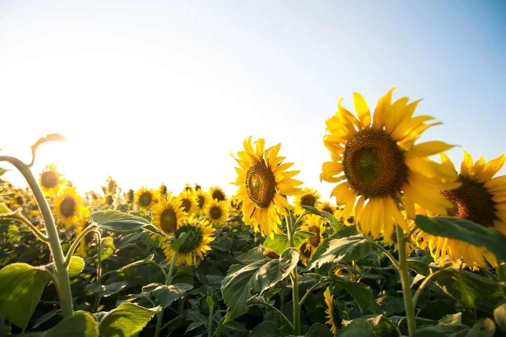 Where to see flowers this spring