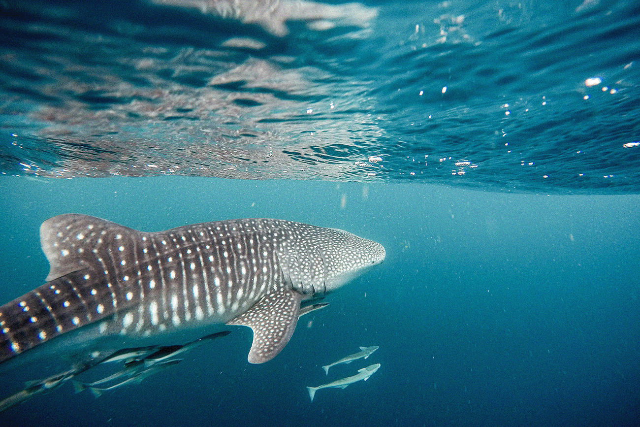 Bucket list Australian animal encounters