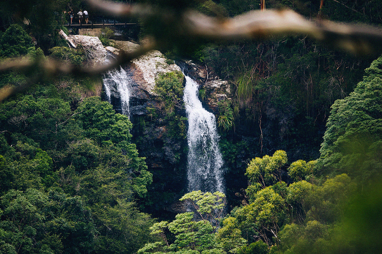 A local’s guide to Springbrook National Park